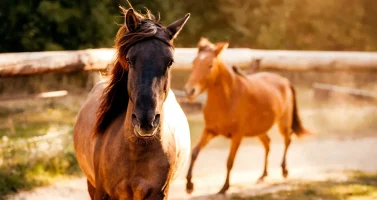 rs=w_1240,h_620,cg_true